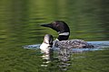 * Nomination Common Loon with young --Cephas 23:41, 18 August 2009 (UTC) * Promotion good --George Chernilevsky 06:43, 19 August 2009 (UTC)