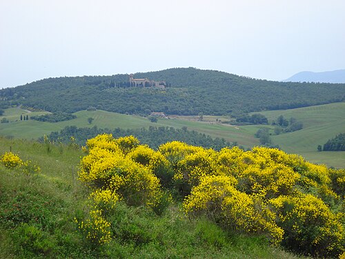 Ginestre nelle Crete Senesi, sullo sfondo il monastero di Sant'Anna