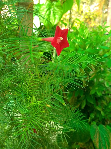 File:Ipomoea flower 1.jpg