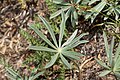 Lupinus latifolius