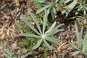 Lupinus latifolius