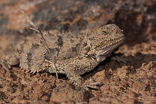 Phrynosoma douglasii