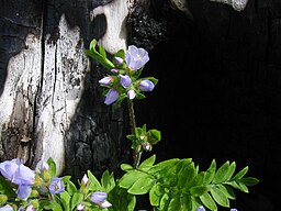 Polemonium californicum