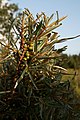 * Nomination Sea-buckthorn (Hippophaë rhamnoides). --kallerna 10:08, 12 August 2009 (UTC) * Promotion Bit dark bottom, but overall good. Nice shown unripe fruits. QI --George Chernilevsky 19:58, 13 August 2009 (UTC)