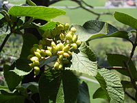 Viburnum lantana