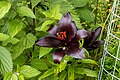 * Nomination Lilium at Shugborough --Mike Peel 08:48, 20 October 2024 (UTC) * Promotion  Support Good quality. --AuHaidhausen 08:58, 20 October 2024 (UTC)