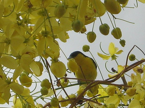 Common Iora India