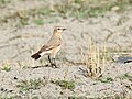 Oenanthe isabellina (cat.)