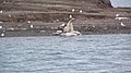 Eating Odobenus rosmarus; Andøyane, Spitsbergen, Svalbard