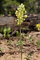 Pedicularis bracteosa