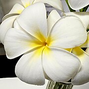 Plumeria-white spray.jpg