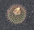 * Nomination Thelocactus rinconensis in the Jardin de Cactus, Guatiza, Lanzarote --Llez 05:10, 29 June 2018 (UTC) * Promotion Good quality. --Ercé 05:59, 29 June 2018 (UTC)