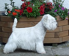 15.3.11 West Highland White Terrier