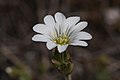 Cerastium arvense