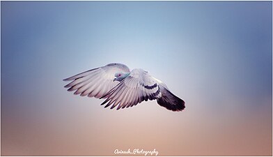 "FLYING_PIGEON.jpg" by User:PATNAIKUNI AVINASH KUMAR