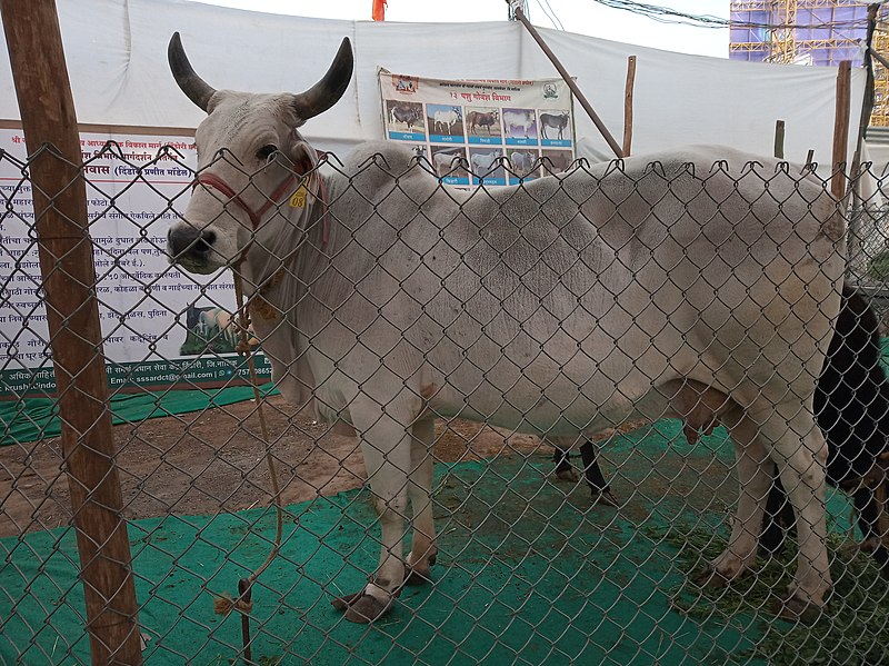 File:Kankarej Cow.jpg