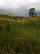 Lismore-plants.jpg