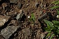 Moehringia macrophylla