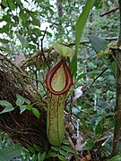 Nepenthes insignis