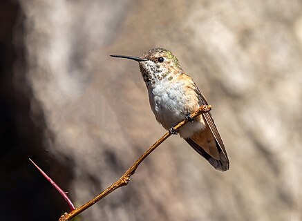 Female rufous hummingbird