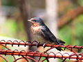 * Nomination Swallow chick Benjamint 10:01, 11 December 2007 (UTC) * Decline Beautiful picture but oversharpened, blue fringe on beak. I'm sure you can fix it Ben. --LucaG 20:06, 12 December 2007 (UTC)