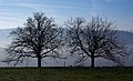 * Nomination Common walnuts (Juglans regia) in winter, near Blanzac, Charente, France. --JLPC 18:49, 3 December 2012 (UTC) * Promotion QI for me --Ajepbah 20:29, 3 December 2012 (UTC)