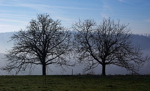 Common walnuts (Juglans regia) in winter, near Blanzac-Porcheresse, Charente, France.