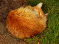 * Nomination Sleeping long haired orange cat. --Nevit 16:01, 10 March 2008 (UTC) * Decline Noisy and artifacts. sfu 22:41, 15 March 2008 (UTC)