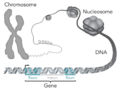 Chromosome, DNA, gene