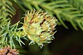 'Elegans' mature cone