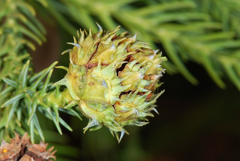 File:Cryptomeria japonica Pengo.jpg