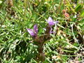 Feld-Kranzenzian (Gentianella campestris). Alpen F