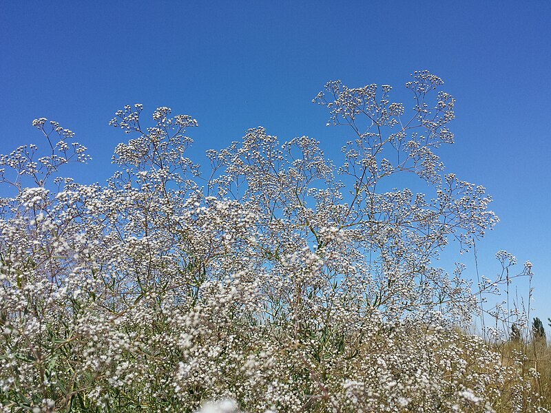 File:Gypsophila paniculata sl2.jpg