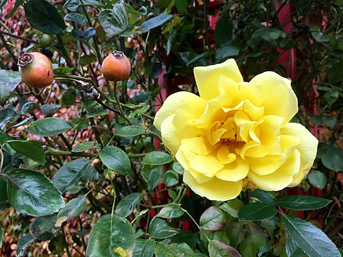 Heckenrose mit Hagebutten