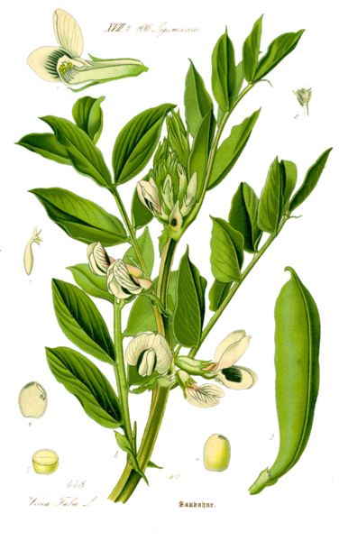 File:Illustration Vicia faba1.jpg