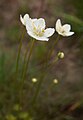 * Nomination: Parnassia palustris. --kallerna 13:23, 24 July 2009 (UTC) * * Review needed