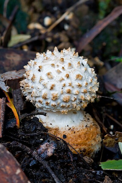 File:Unidentified Fungus 8453 1.jpg