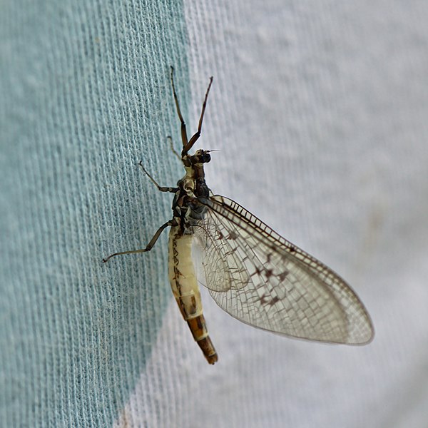 File:May fly (35942405122).jpg