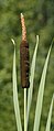 * Nomination: Typha latifolia. --kallerna 13:14, 24 July 2009 (UTC) * * Review needed