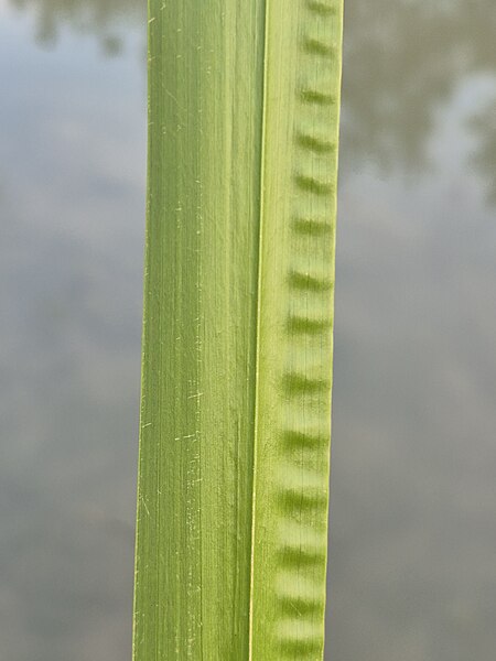 File:Acorus calamus sl22.jpg