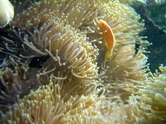 Amphiprion akallopisos H. magnifica.jpg