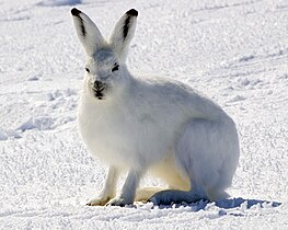 Arctic hare (Lepus arcticus)