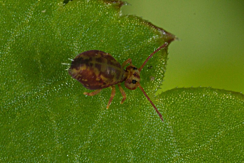 File:Dicyrtomina ornata (7243825678).jpg