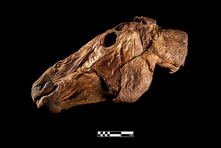 Dehydrated equine head, on display at the Museum of Veterinary Anatomy FMVZ USP.