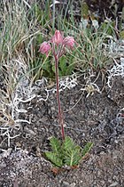   Geum triflorum