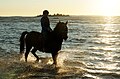 * Nomination Dark bay Finnhorse gelding with rider in Yyteri beach, Pori, Finland. --kallerna 05:52, 29 December 2011 (UTC) * Decline Visible lens flare on the left lowest corner. --Iifar 19:39, 2 January 2012 (UTC)