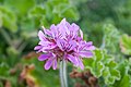 * Nomination Pelargonium capitatum, South Africa. Julia W 19:19, 14 January 2012 (UTC) * Promotion Good quality. --Yann 15:06, 17 January 2012 (UTC)