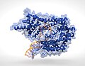 RNA Polymerase V2.0