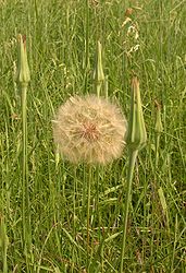 Tragopogon pratensis