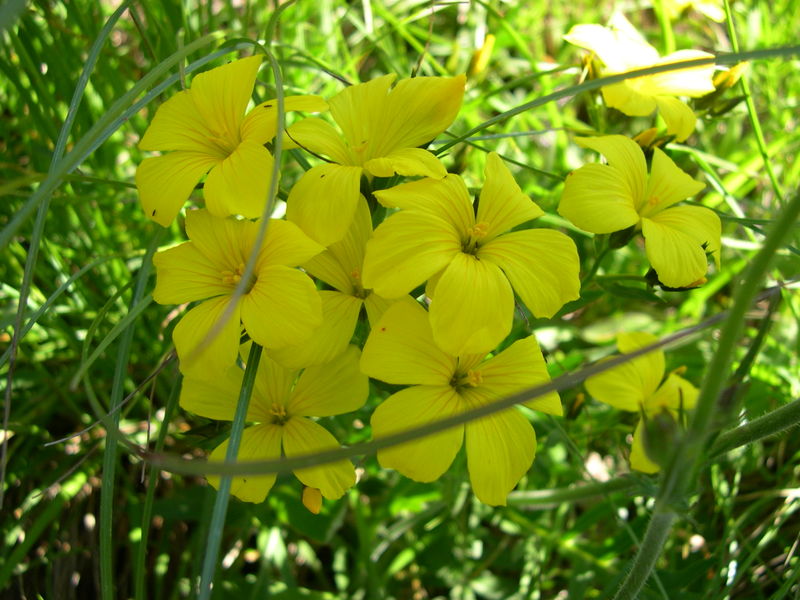 File:Linum campanulatum 2.JPG